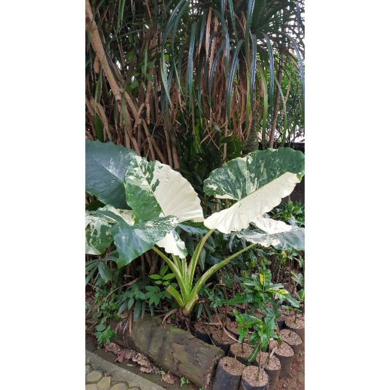 sente alocasia anakan varigata