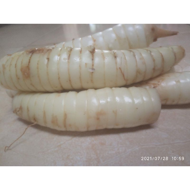 

umbu garut segar 500gr
