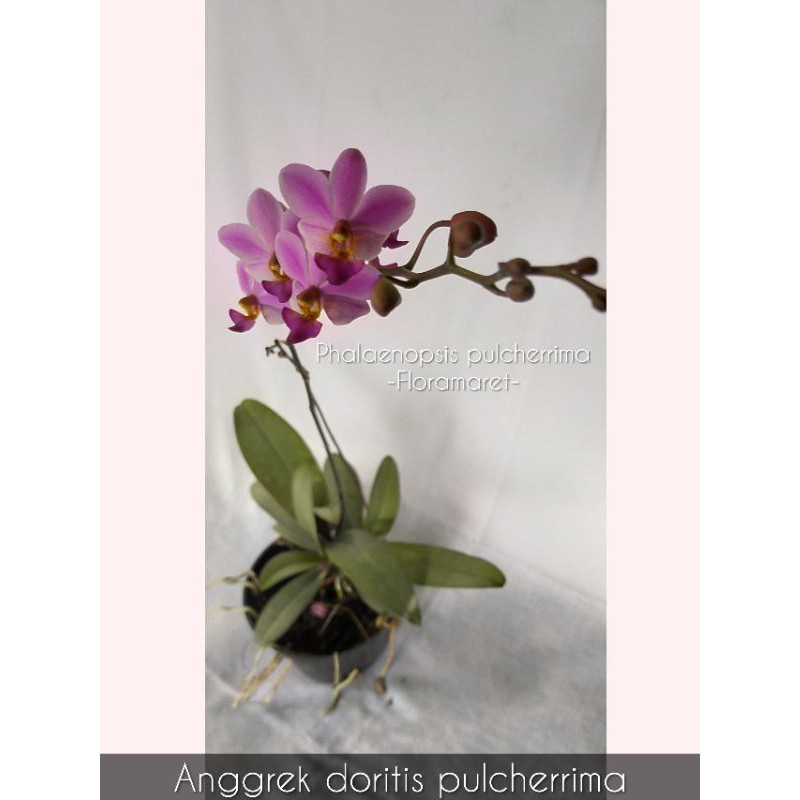 Anggrek doritis pulcherrima - phalaenopsis pulcherrima - anggrek bulan mini