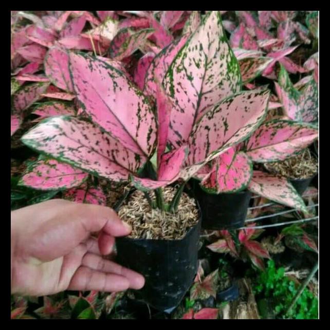 Promo Aglonema Lady Valentine - Pohon Aglonema Valentine - Tanaman Aglonema