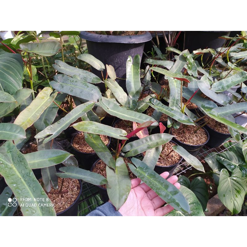 philodendron atabapoense