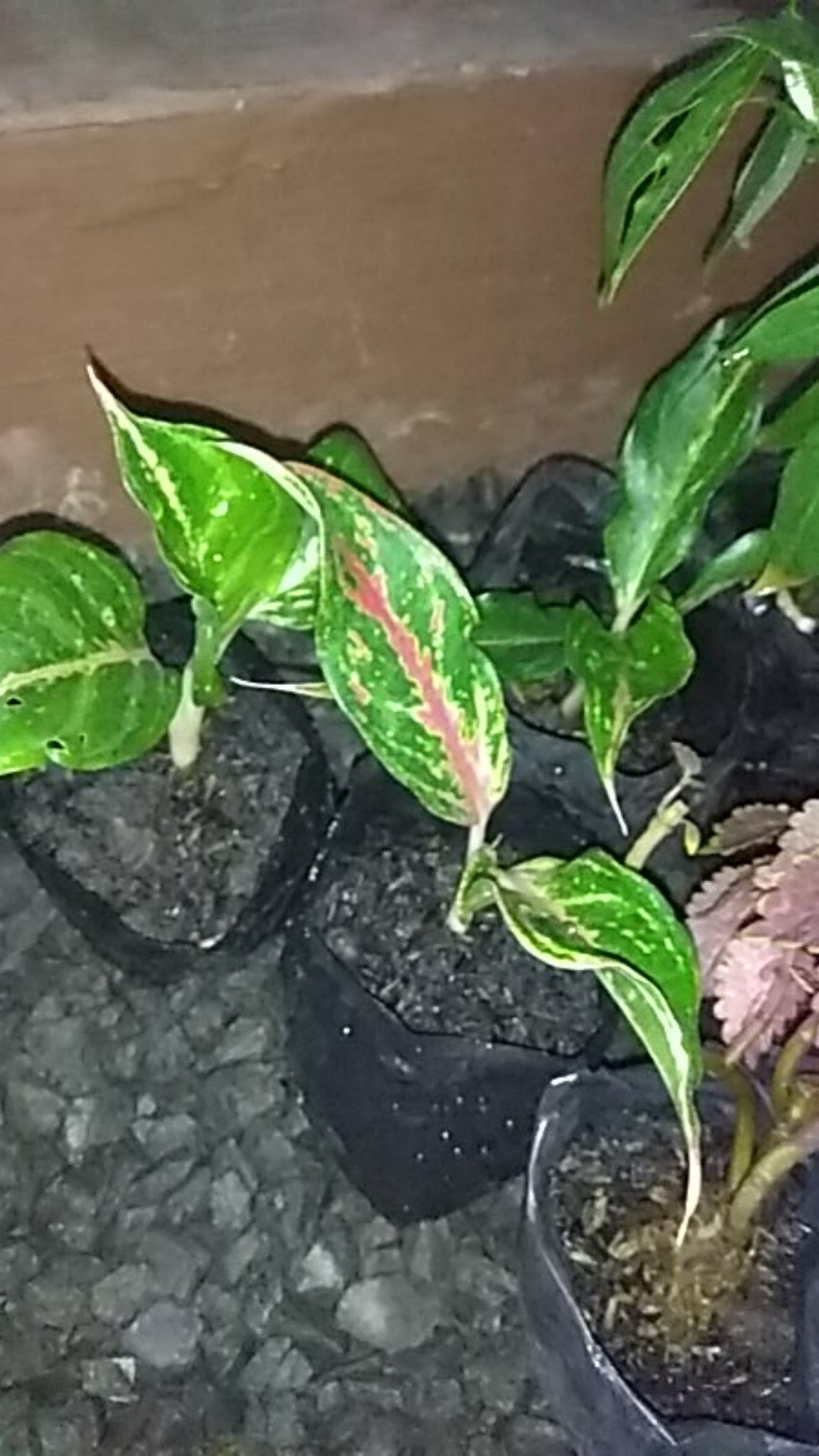 Tanaman Hias Aglonema Buterfly