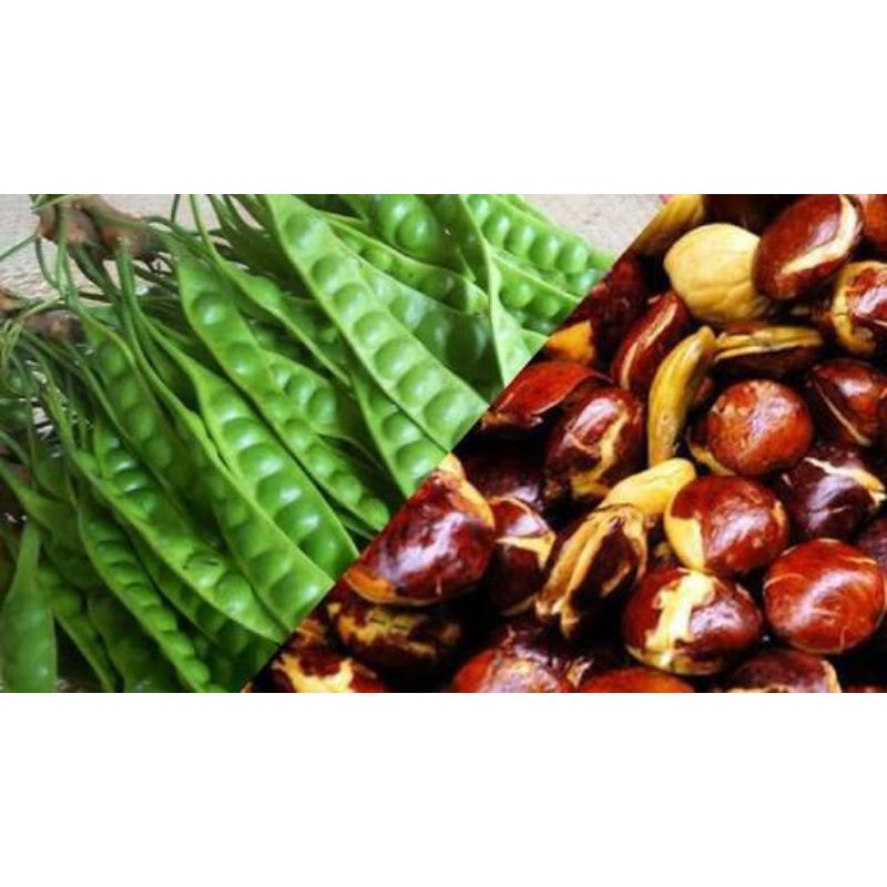

Jengkol 500gr/Pete per papan