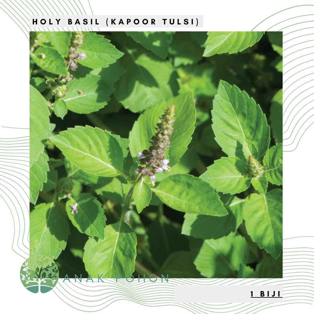 Benih Bibit Biji - Holy Basil Daun Ruku Ruku Kapoor Tulsi Basil Rempah Kemangi Hutan Medical Herb Seeds - IMPORT