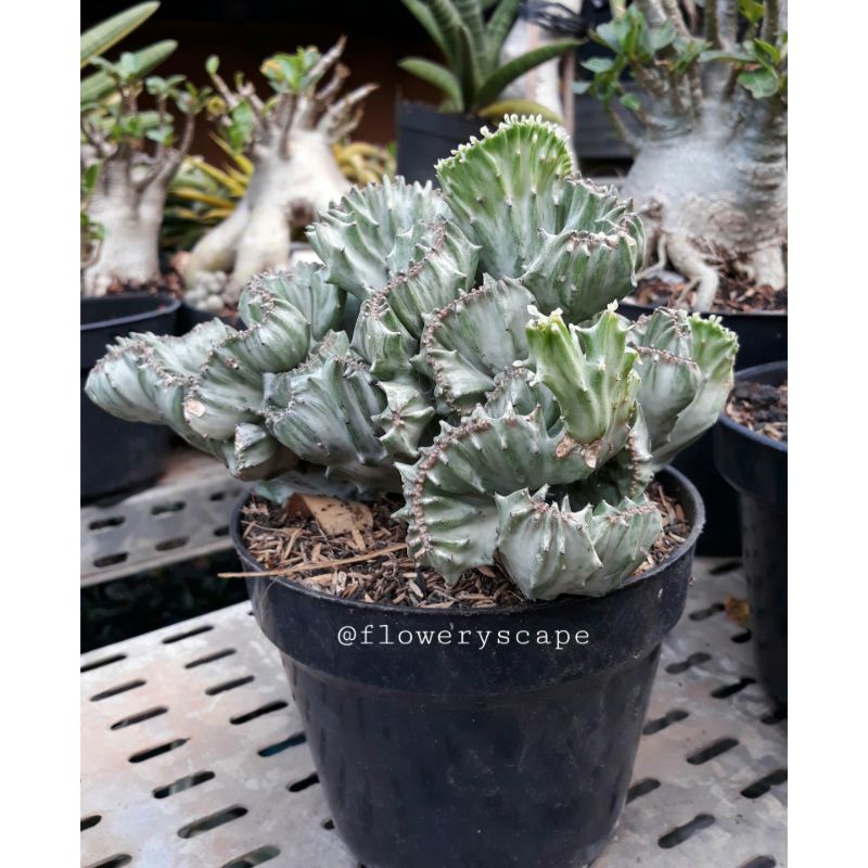 kaktus euphorbia lactea cristata silver