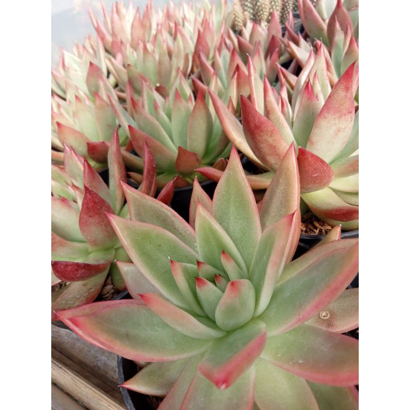 Sukulen Agavoides Lipstick