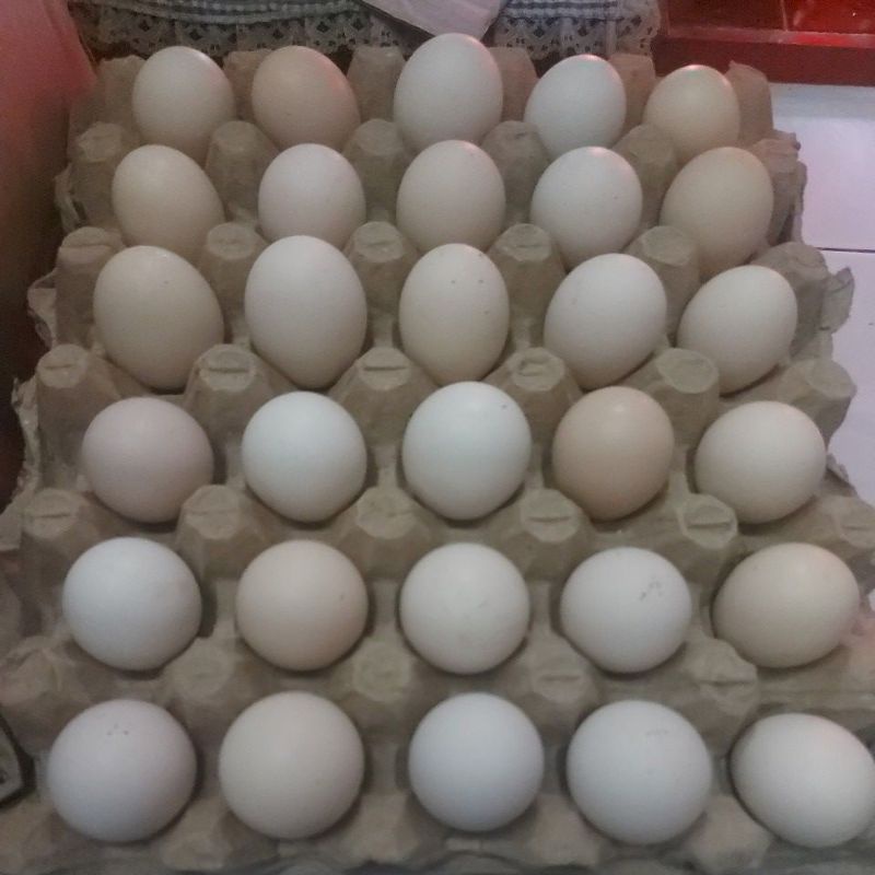 

Telur Ayam Kampung Asli Telur Per biji
