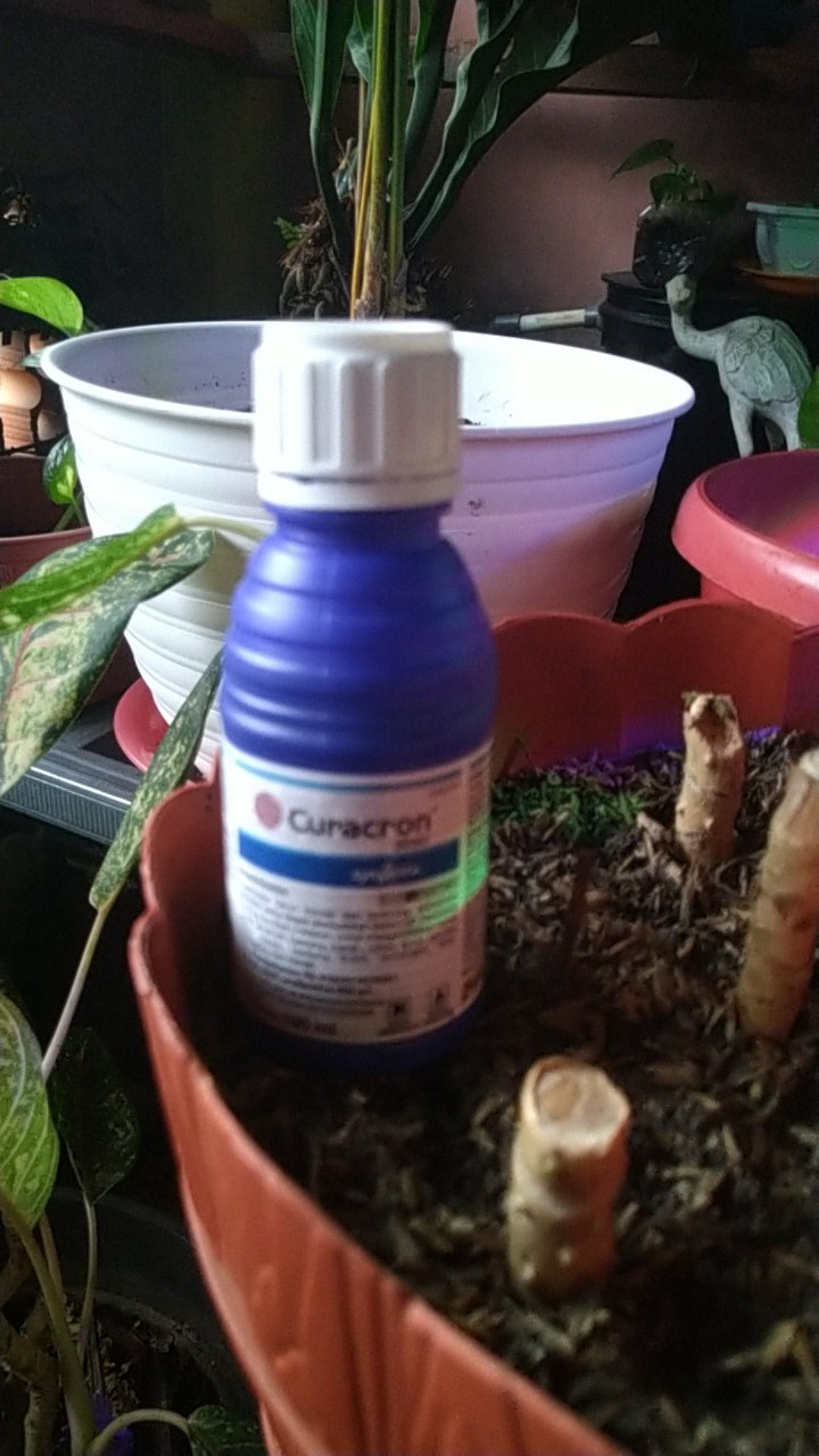 Insektisida Curacron Pembasmi Hama Kutu Putih