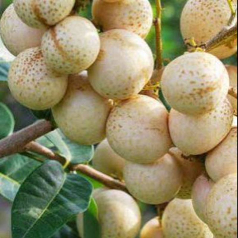 kelengkeng matalada super