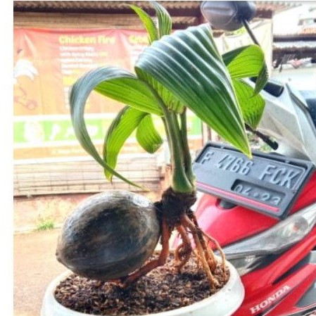 POHON BONSAI KELAPA/TANAMAN HIAS/BIBIT BONSAY KELAPA
