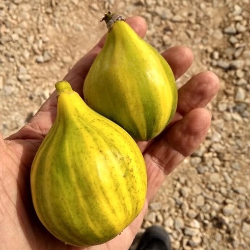 Bibit Pohon Buah tin Belang jenis ORO | Pohon tin berbuah belang