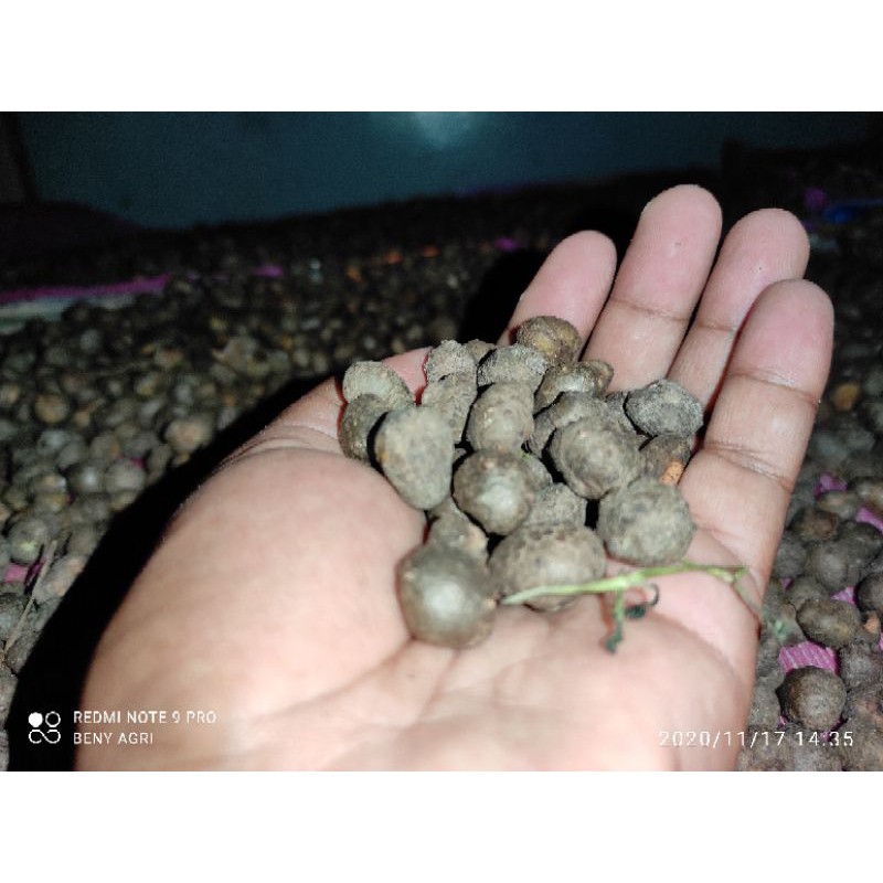

BIBIT PORANG DORMAN | UK. SUPER MINI