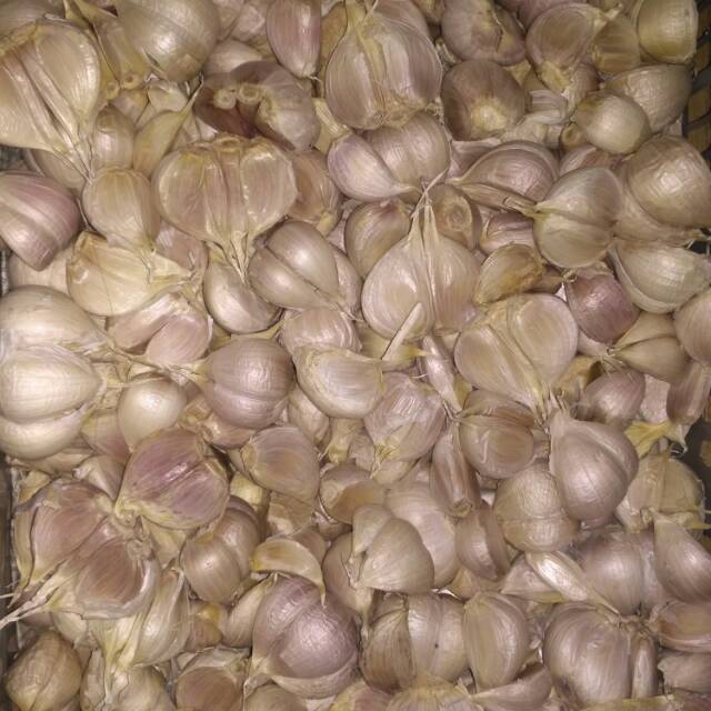 

Bawang Putih Kating Harum 1 kg