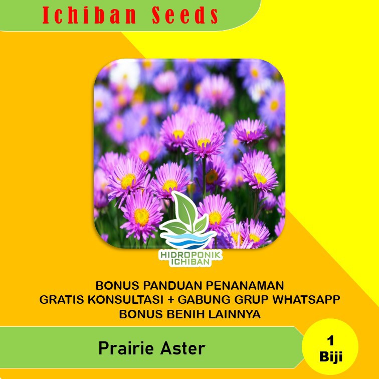 Benih Bibit Biji Tanaman Hias Bunga Prairie Aster Kemasan Seribuan
