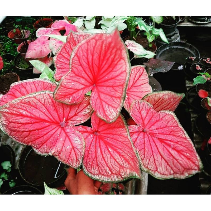 Umbi Caladium red Jaguar - keladi hias import