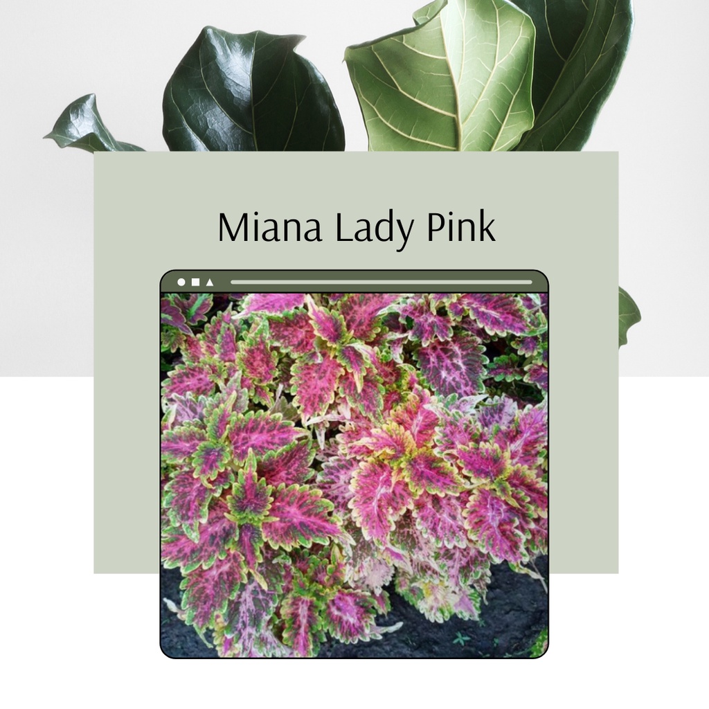 Tanaman Hias Miana Lady Pink Miana Premium ID Miana Lady Pink