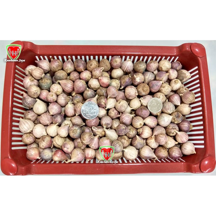 

Bawang Putih Tunggal Sedang Ungu 1 Kg