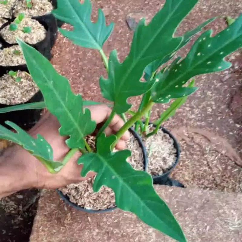 tanaman hias philo keris papua