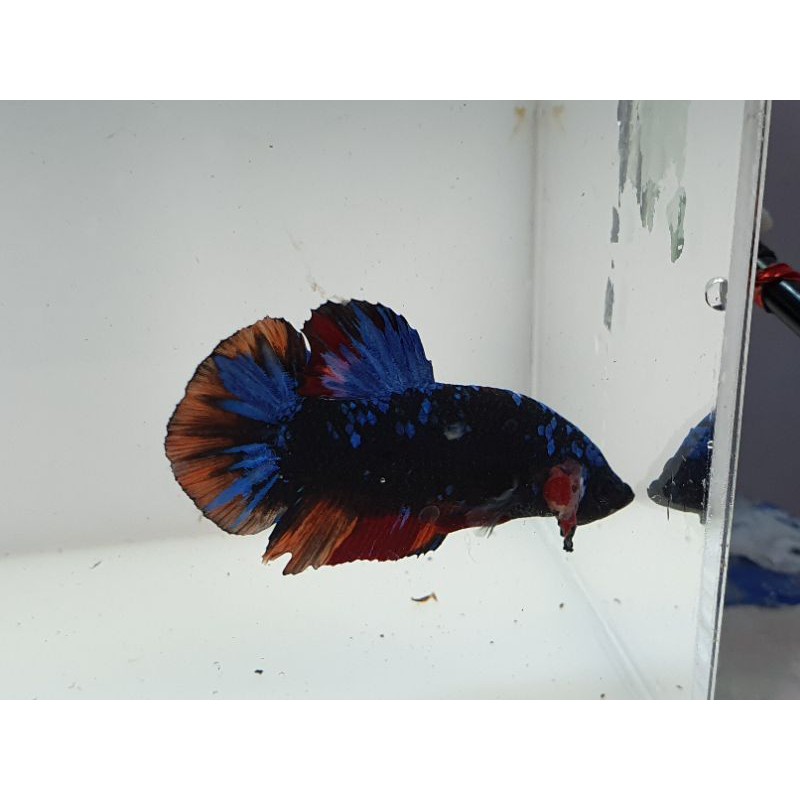 (SESUAI FOTO) Cupang Avatar gordon nemo rintik