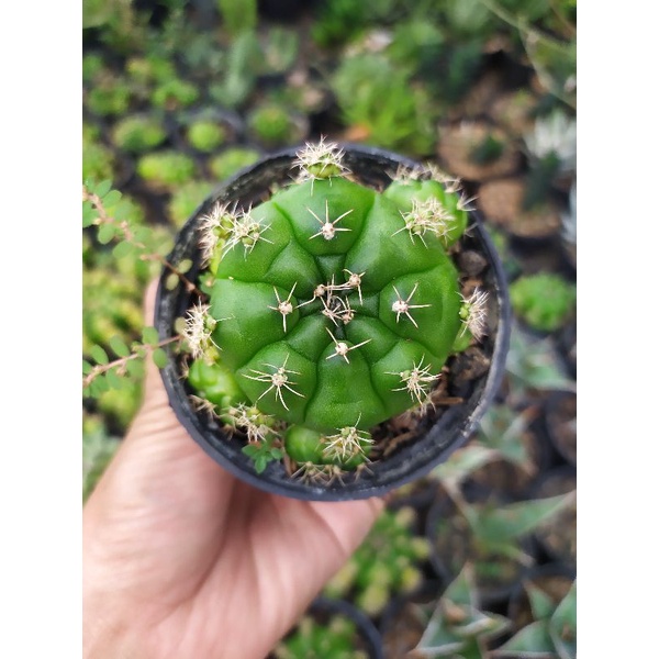 Kaktus - Gymno Damsii