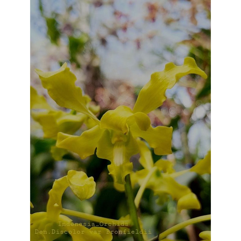 Seedling Dendrobium Discolor var. Broomfieldii