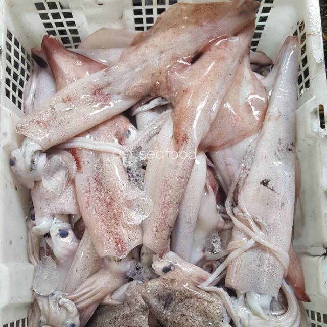 

Cumi Bangka size Besar