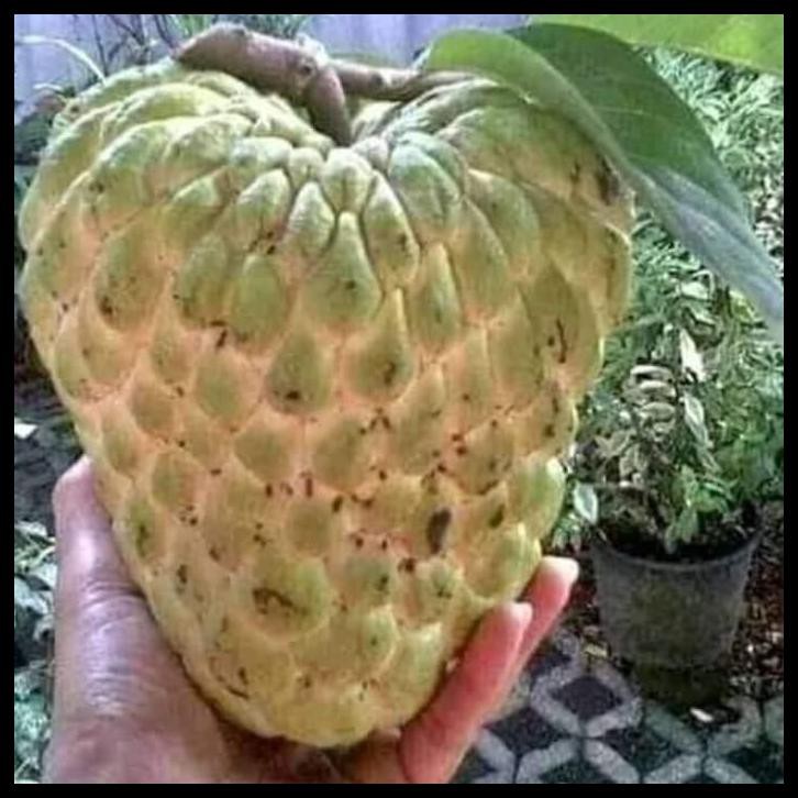 BIBIT POHON NEW SRIKAYA JUMBO THAILAND NON BIJI