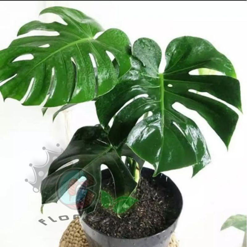 tanaman hias  Monstera King/daun besar