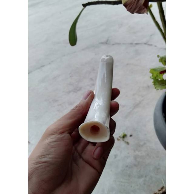 

Once tulang iga duyung