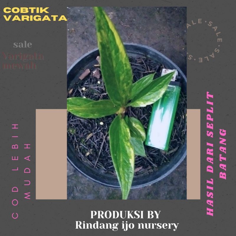 anturium jemani cobtik varigata