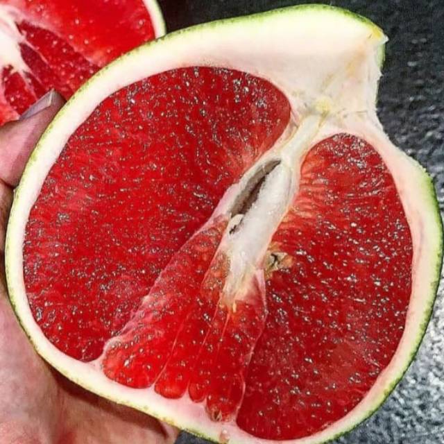 jeruk pamelo madu/bibit jeruk pamelo madu/bibit cangkok