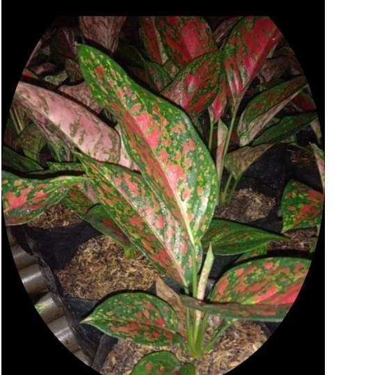 aglonema venus size dewasa