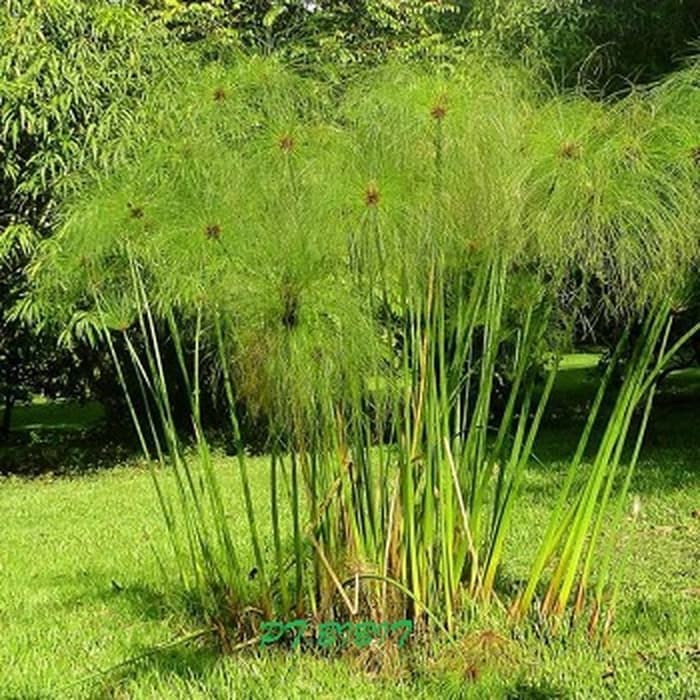 Tanaman Hias Giant Papyrus