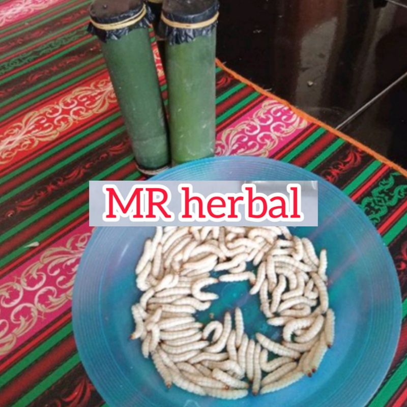 Ulat bambu umpan pancing 25 ekor ada bonus