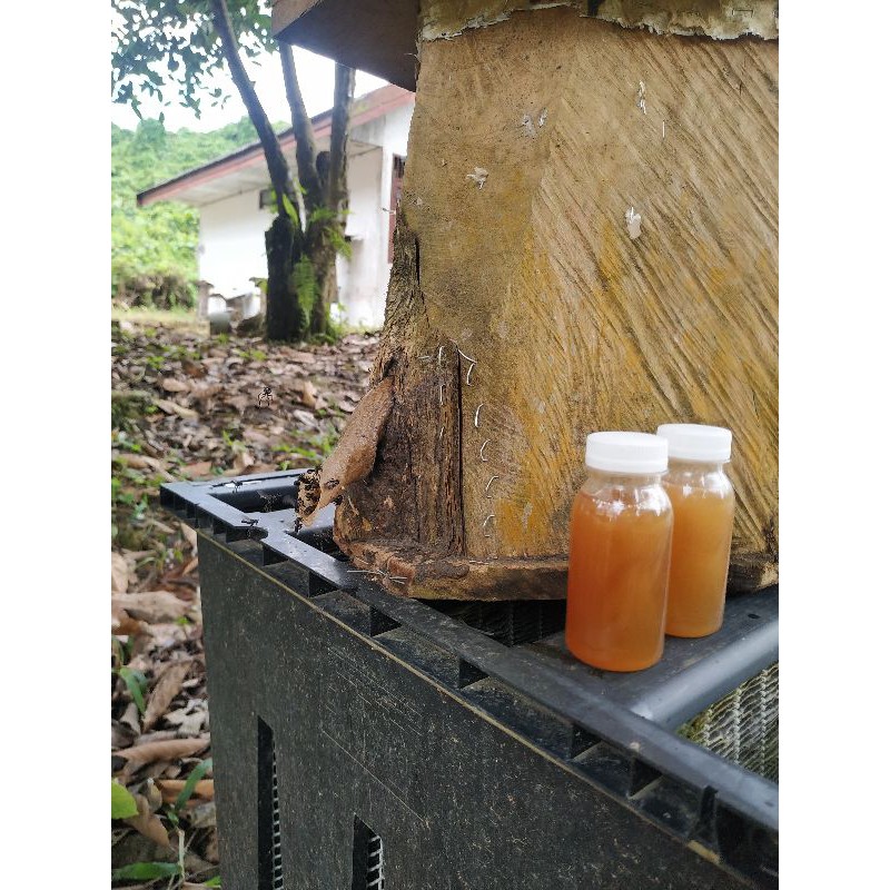 

Madu Murni Kelulut itama [100 gr]