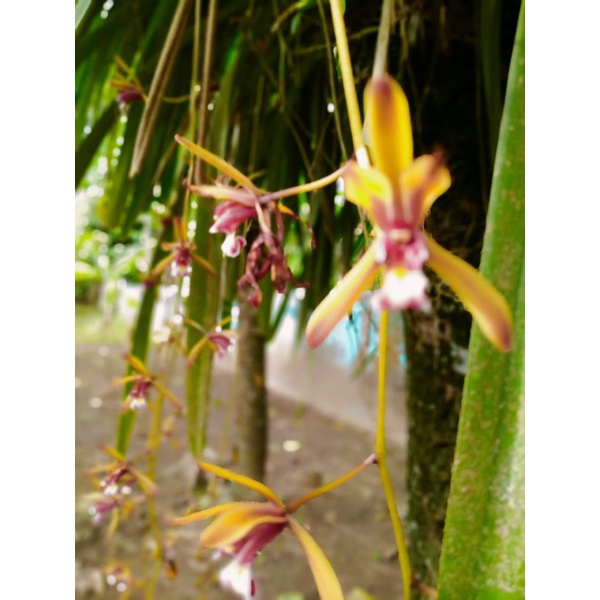 anggrek tanah cymbidium ensifolium termurah,cimbidium ensifolium