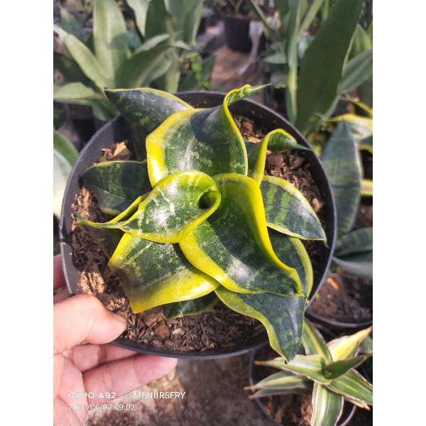 sansevieria sunamy twister