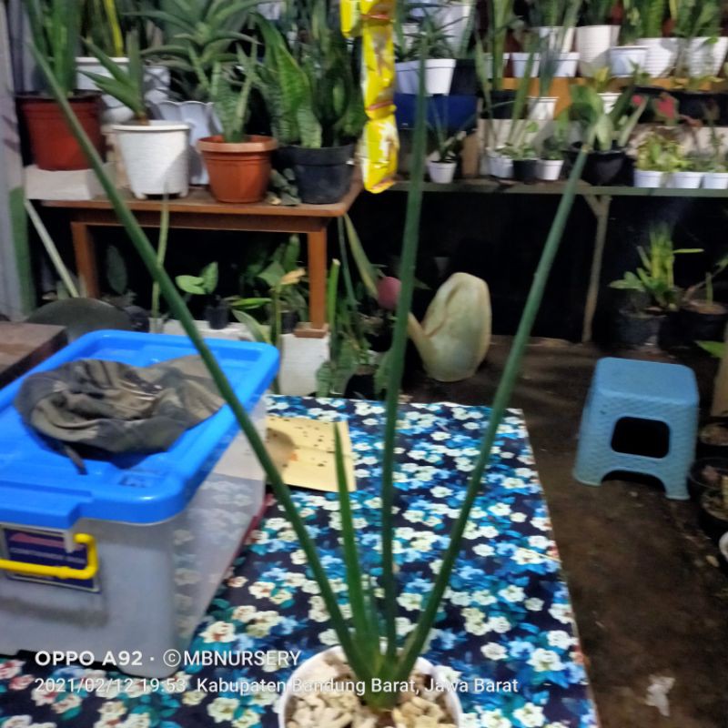 

sansevieria aret rae pensil