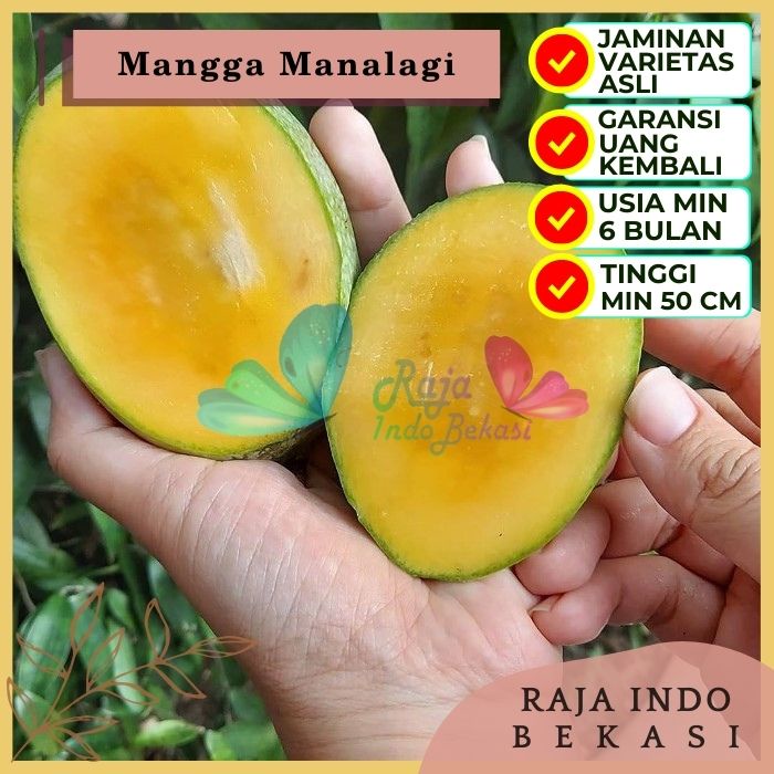 Bibit Tanaman Buah MANGGA MANALAGI Premium