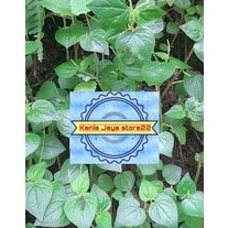 

Daun sirih cina atou daun sirih herbal daun Sirih cina segar per 1 kg