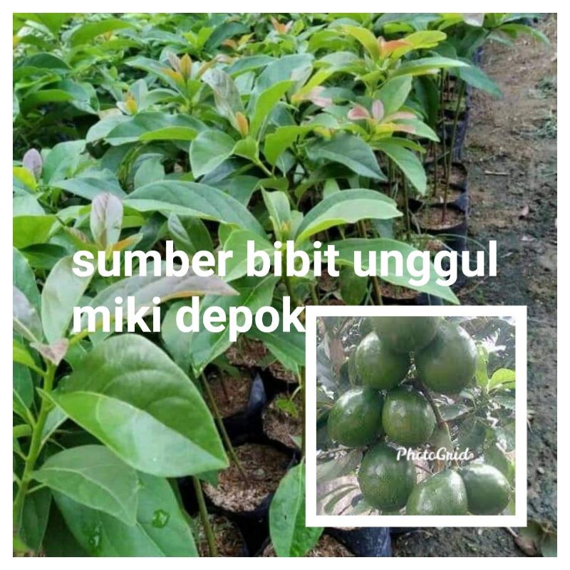 bibit alpukat miki depok