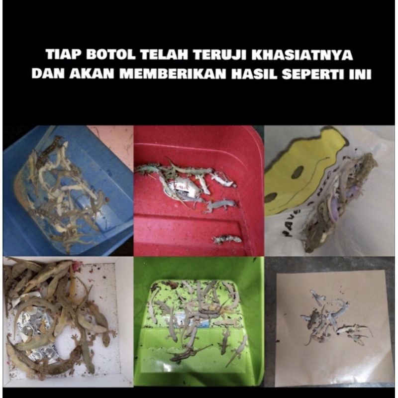 Racak Herbal Racun Cicak Paling Ampuh Pembasmi Cicak