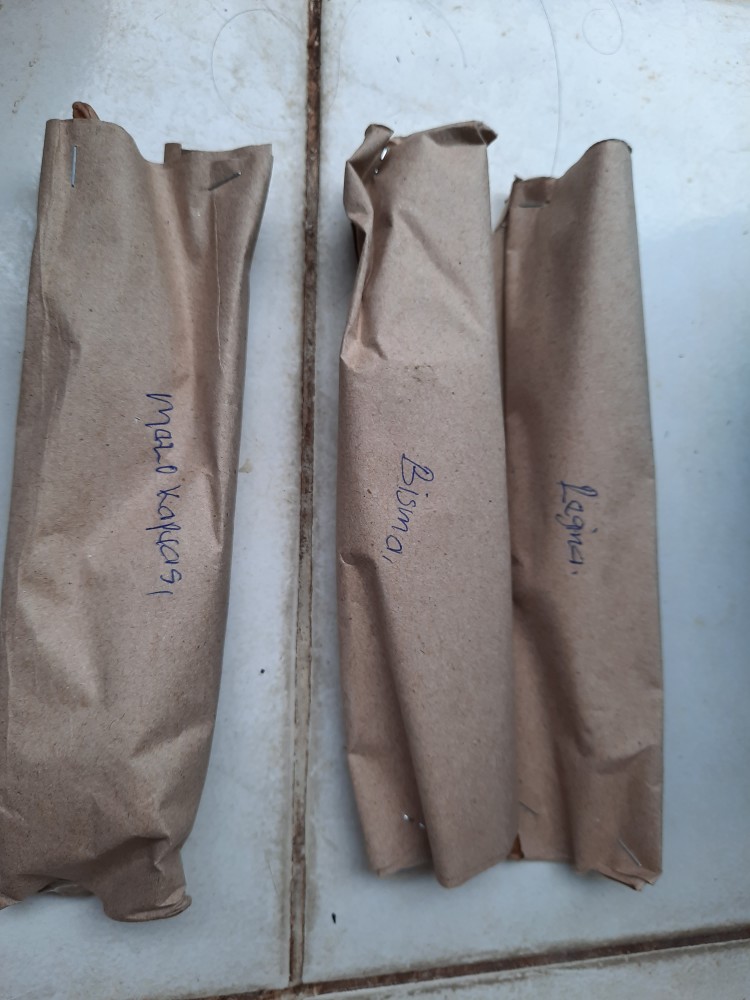 Bonggolan Alocasia Rigina