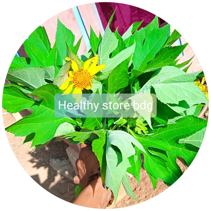 

Daun insulin segar atau daun kipahit 500 gram