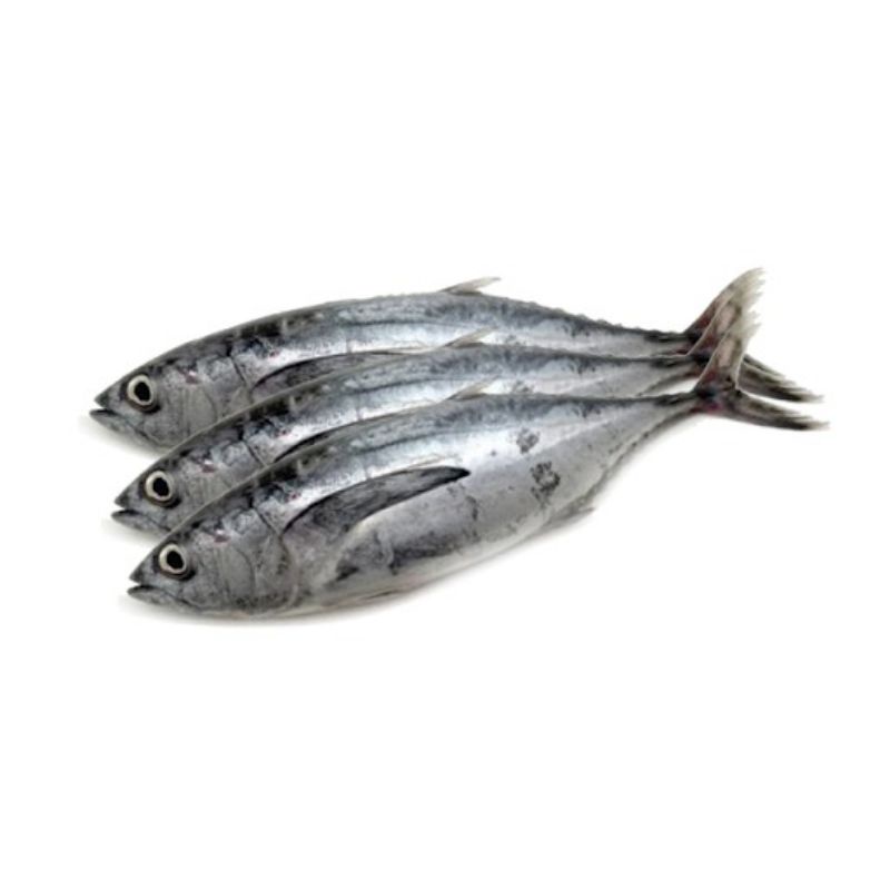 

Ikan Tongkol Fresh Sedang || 500gr