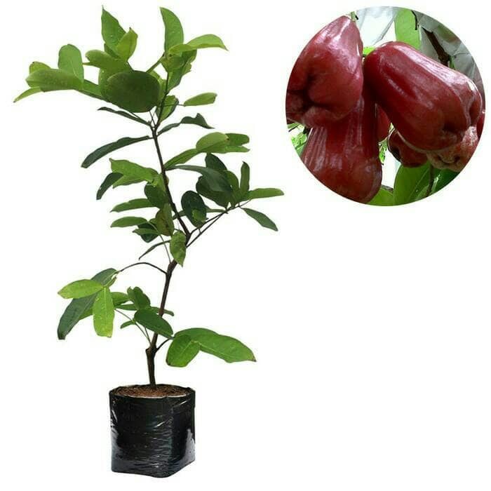 Paket Bibit Jambu Air Citra Jumbo Okulasi Cepat Berbuah