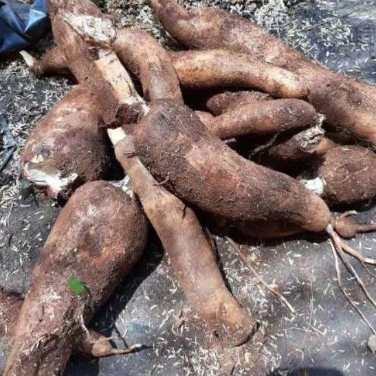 

jual singking racun sapi kuru 1kg