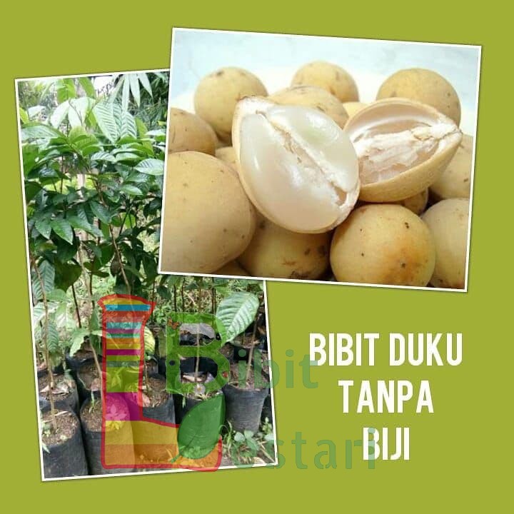Bibit Duku Tanpa Biji - Bibit Buah Duku Stek