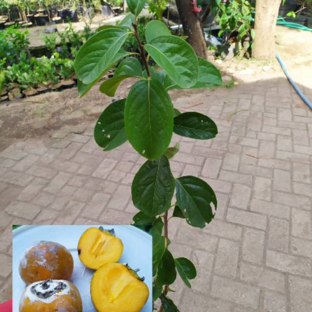 Bibit kesemek