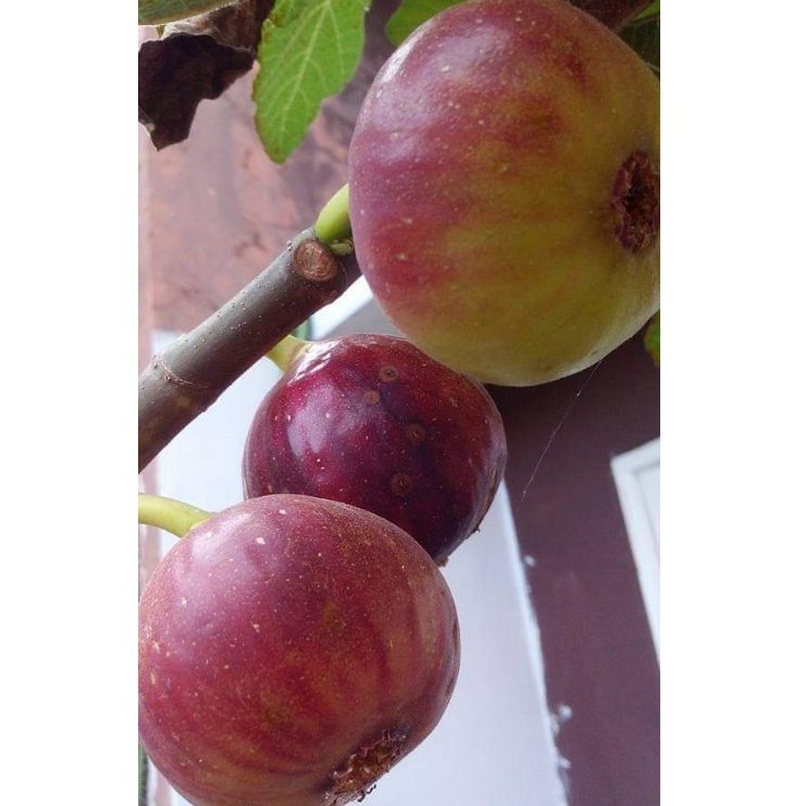 bibit tin merah jumbo jenis RED PALESTINE fresh cangkok bibit pohon tin